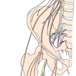 Lower nerves illustration Kim Reinhardt.